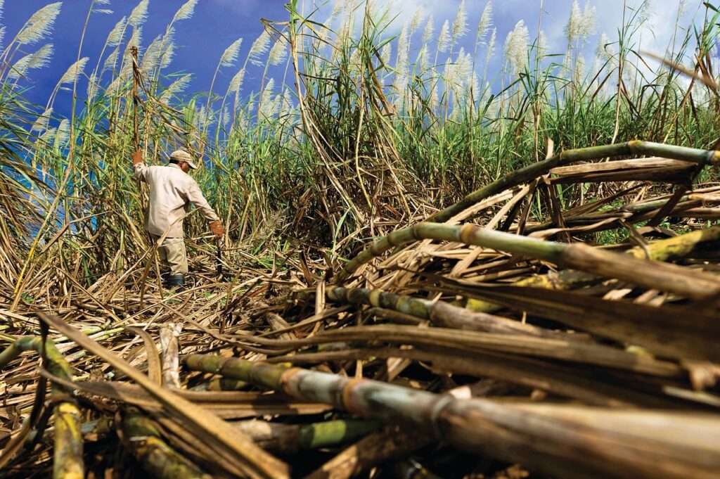 Sugar Prices Slip on Stronger Sugar Exports from Thailand