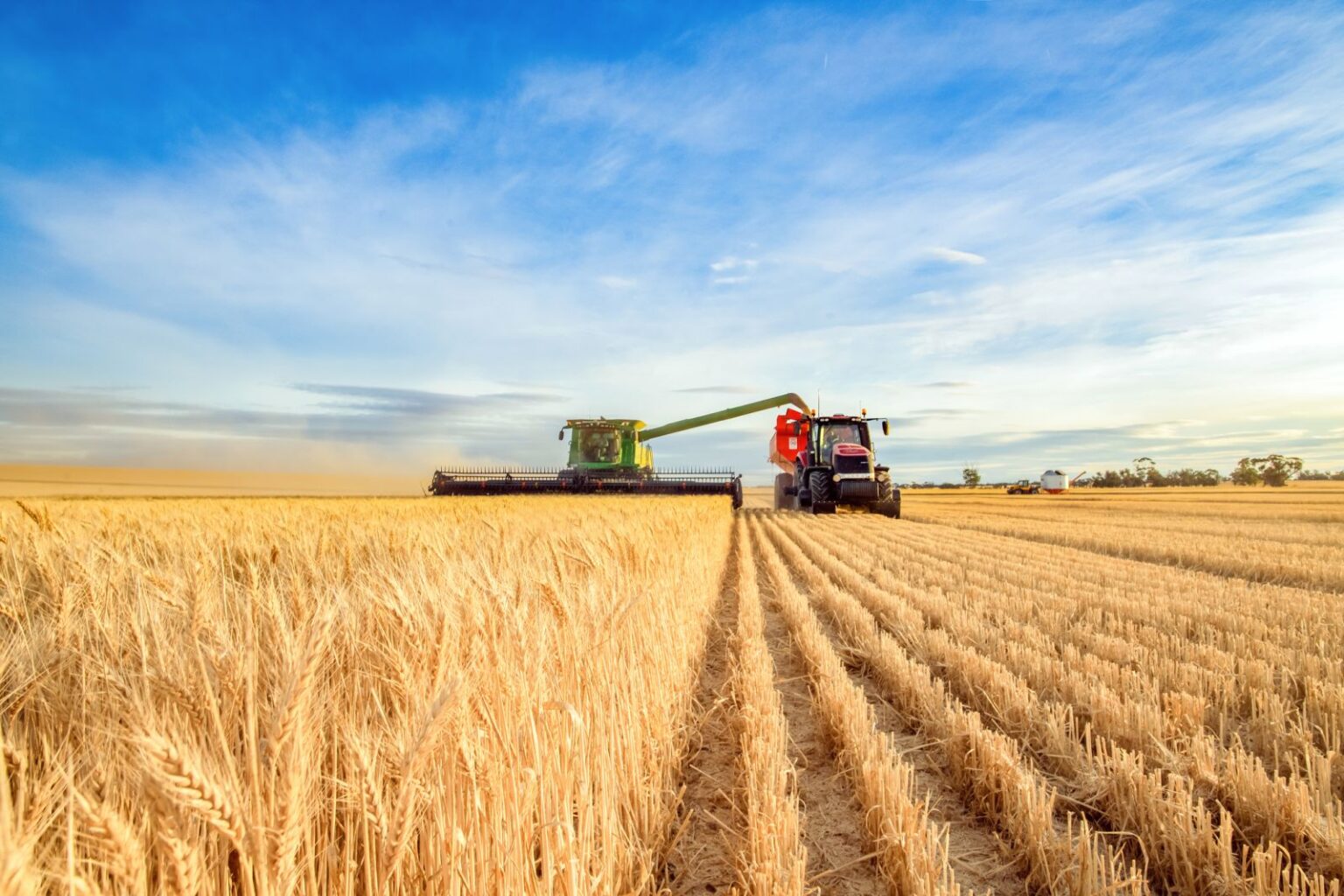 Wheat Falls into the Weekend Wheat Falls into the Weekend