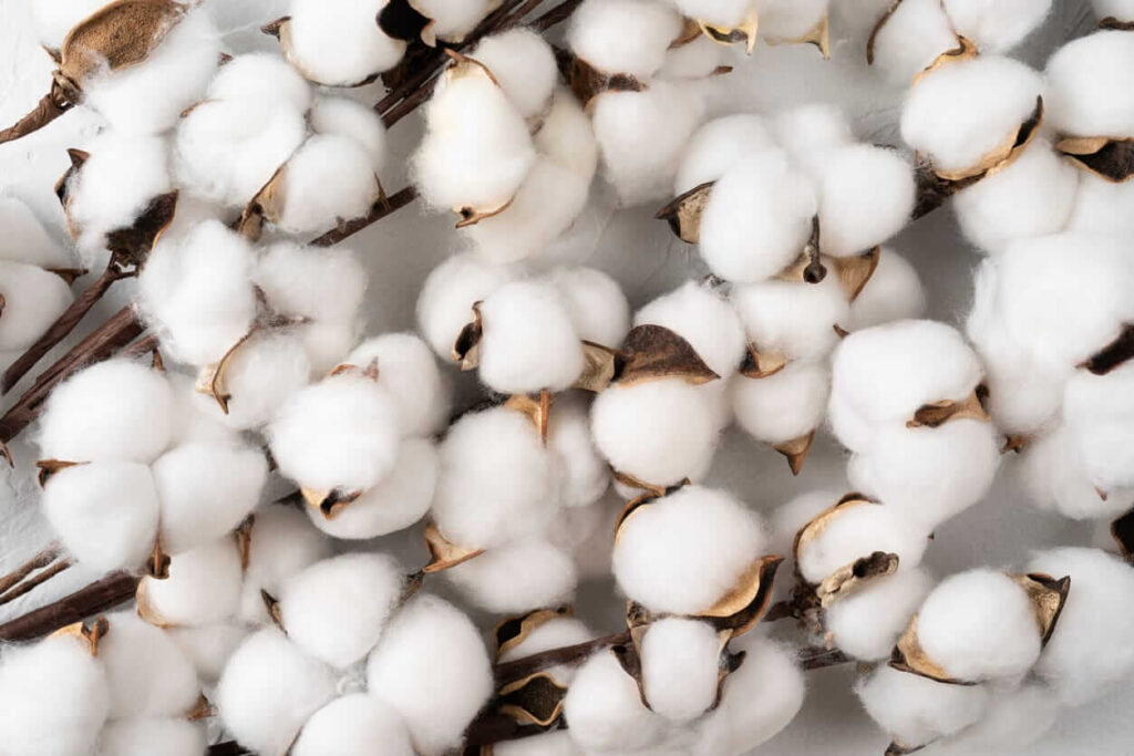 Cotton Facing Weakness on Wednesday