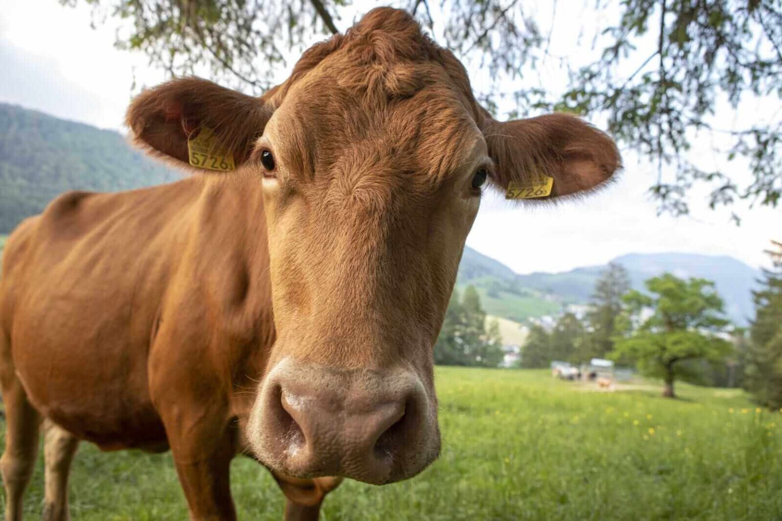 Cattle Post Weakness on Thursday