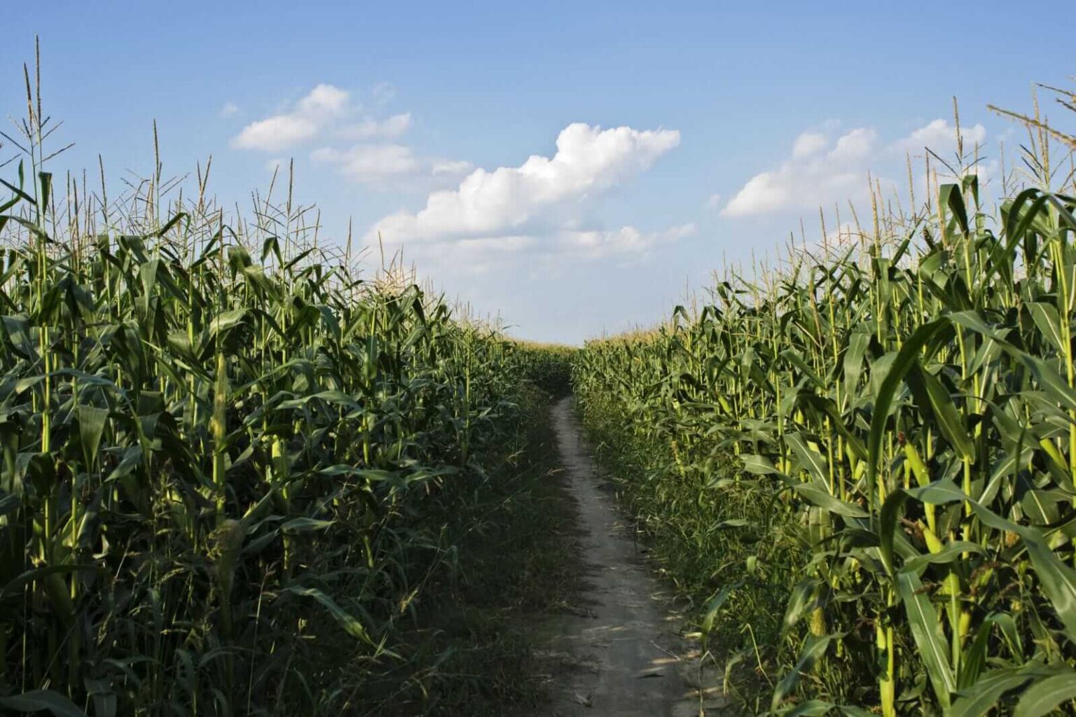 Corn Rallies into Friday’s Close Following Week of Weaker Tour Yields